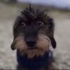 puppydogdavid